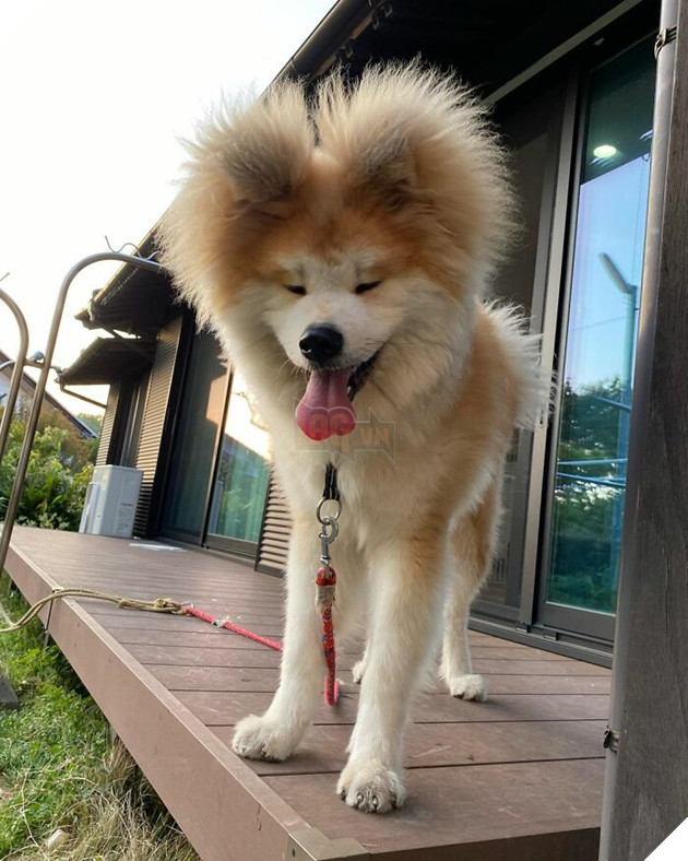 30 hình ảnh về bé Akita tên BOP với đôi tai hình trái tim khiến bạn chỉ muốn yêu bé cún này mãi mãi 18