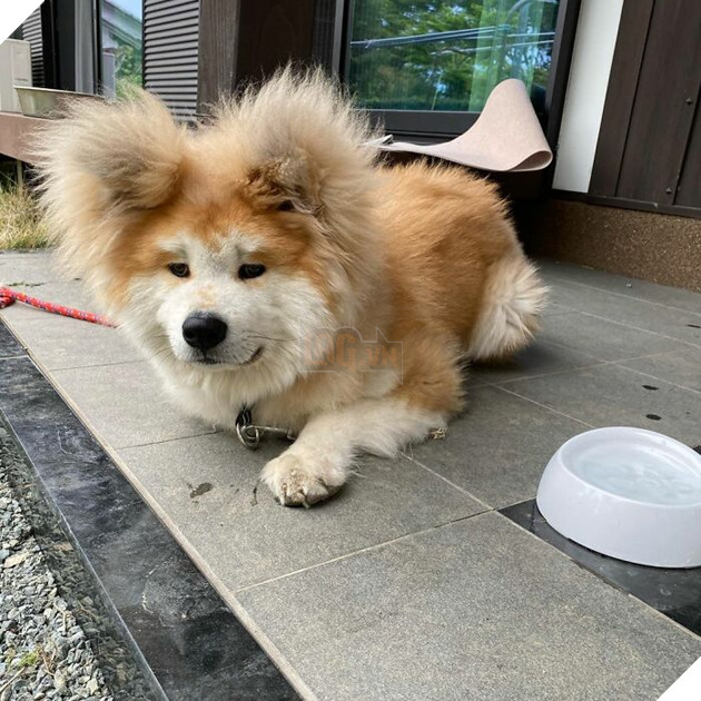 30 hình ảnh về bé Akita tên BOP với đôi tai hình trái tim khiến bạn chỉ muốn yêu bé cún này mãi mãi 8