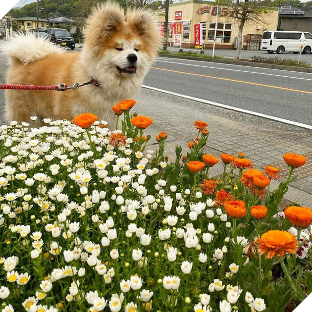 30 hình ảnh về bé Akita tên BOP với đôi tai hình trái tim khiến bạn chỉ muốn yêu bé cún này mãi mãi 6