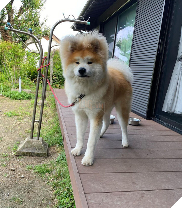 30 hình ảnh về bé Akita tên BOP với đôi tai hình trái tim khiến bạn chỉ muốn yêu bé cún này mãi mãi 9