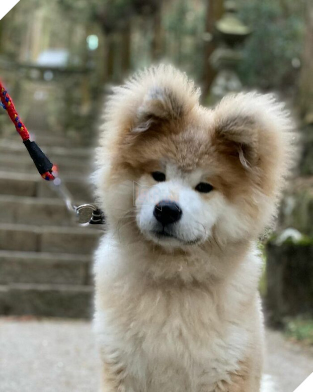 30 hình ảnh về bé Akita tên BOP với đôi tai hình trái tim khiến bạn chỉ muốn yêu bé cún này mãi mãi 11