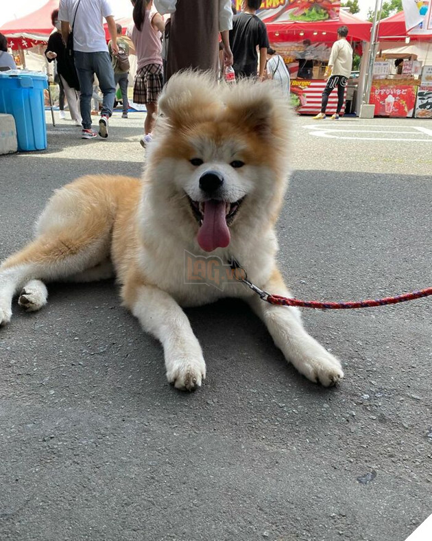 30 hình ảnh về bé Akita tên BOP với đôi tai hình trái tim khiến bạn chỉ muốn yêu bé cún này mãi mãi 25