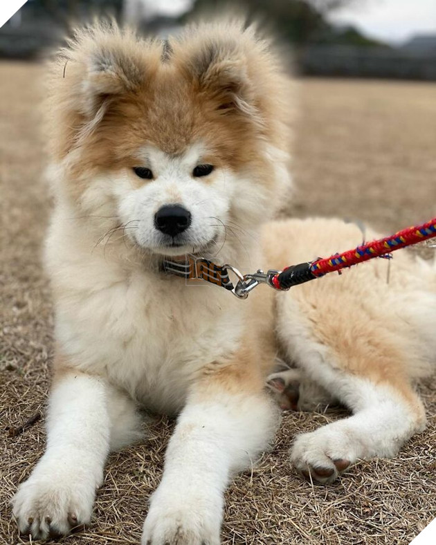 30 hình ảnh về bé Akita tên BOP với đôi tai hình trái tim khiến bạn chỉ muốn yêu bé cún này mãi mãi 19