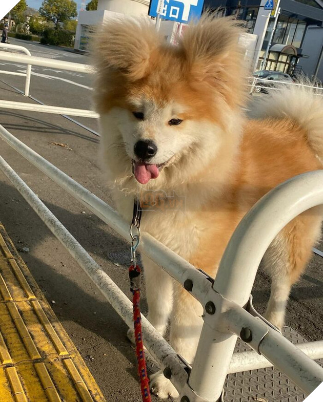 30 hình ảnh về bé Akita tên BOP với đôi tai hình trái tim khiến bạn chỉ muốn yêu bé cún này mãi mãi 30