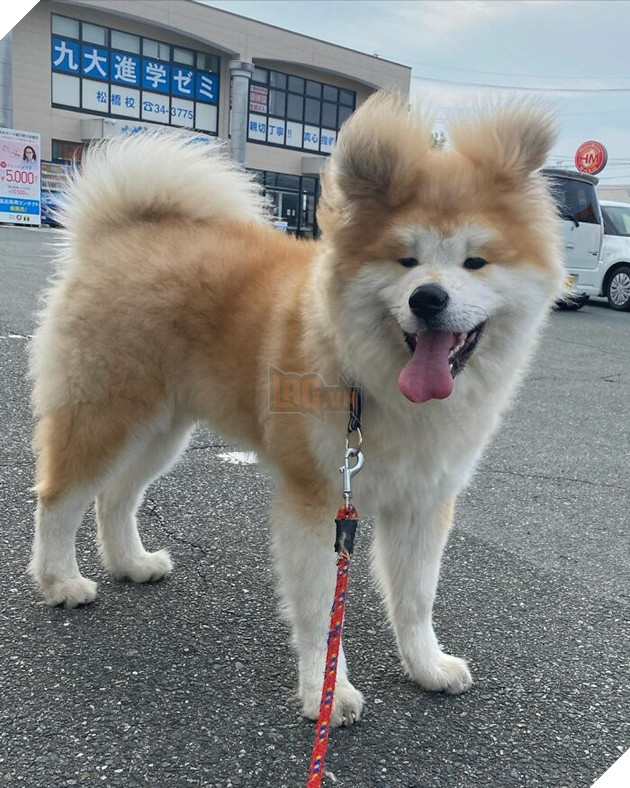 30 hình ảnh về bé Akita tên BOP với đôi tai hình trái tim khiến bạn chỉ muốn yêu bé cún này mãi mãi 27