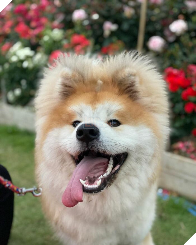 30 hình ảnh về bé Akita tên BOP với đôi tai hình trái tim khiến bạn chỉ muốn yêu bé cún này mãi mãi 28