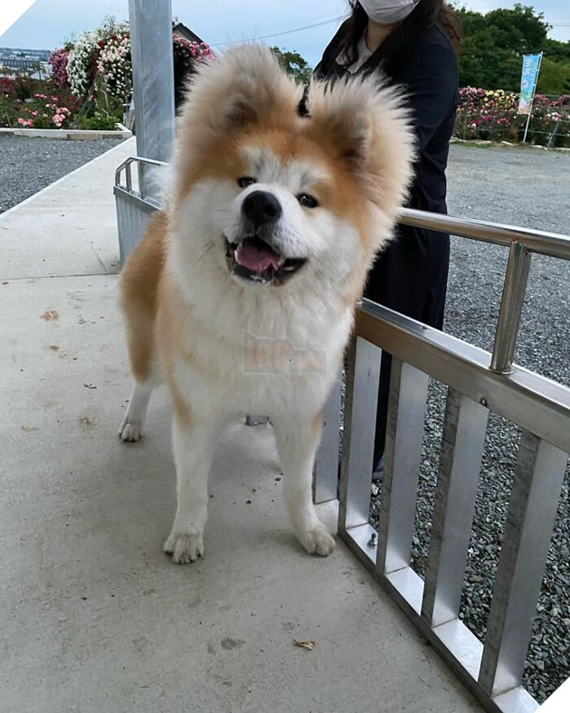 30 hình ảnh về bé Akita tên BOP với đôi tai hình trái tim khiến bạn chỉ muốn yêu bé cún này mãi mãi 29