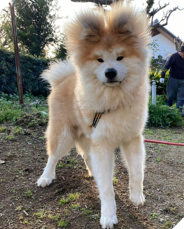 30 hình ảnh về bé Akita tên BOP với đôi tai hình trái tim khiến bạn chỉ muốn yêu bé cún này mãi mãi 26