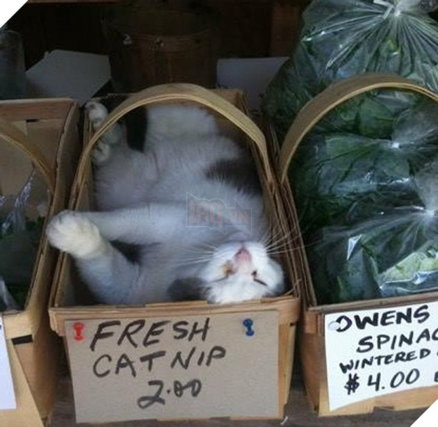 Khoa học chứng minh mèo không hề coi chúng ta là nô lệ mà lại còn yêu thương con người hết mực 2