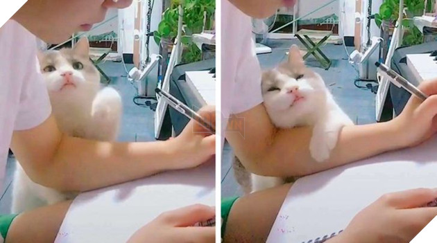 Khoa học chứng minh mèo không hề coi chúng ta là nô lệ mà lại còn yêu thương con người hết mực 3