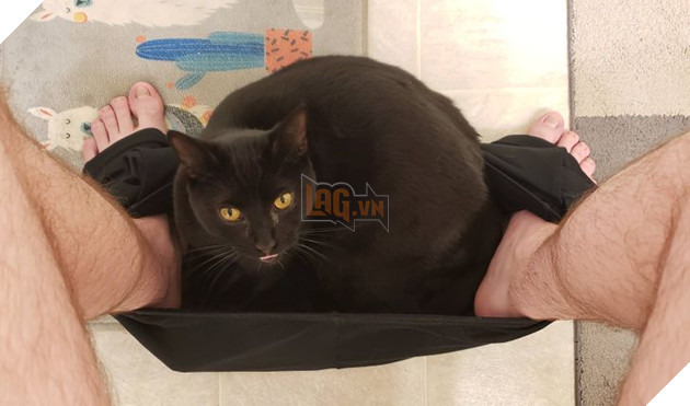 Khoa học chứng minh mèo không hề coi chúng ta là nô lệ mà lại còn yêu thương con người hết mực 5