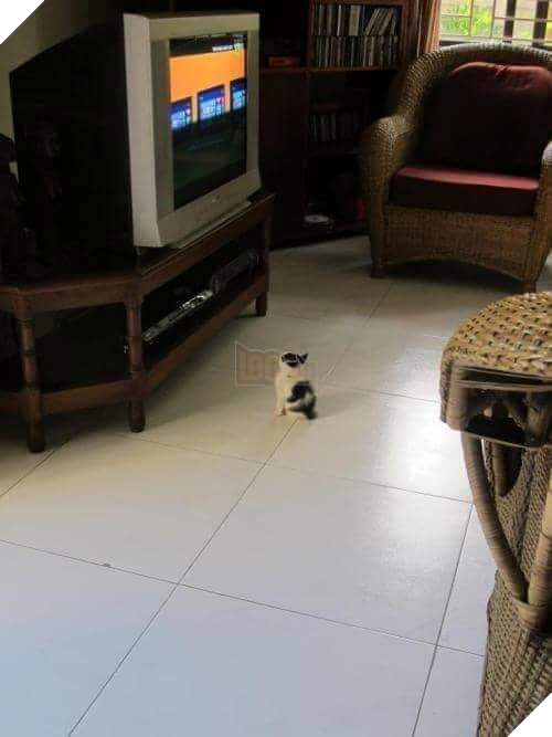 Tổng hợp những hình ảnh các bé mèo trông như cục bông mềm mịn đến tan chảy trái tim của các sen 4