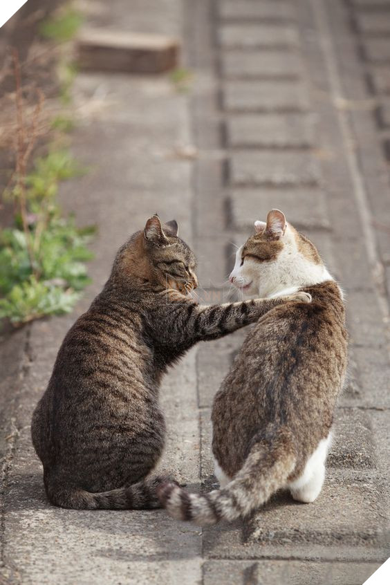 Tổng hợp những hình ảnh các bé mèo trông như cục bông mềm mịn đến tan chảy trái tim của các sen 7