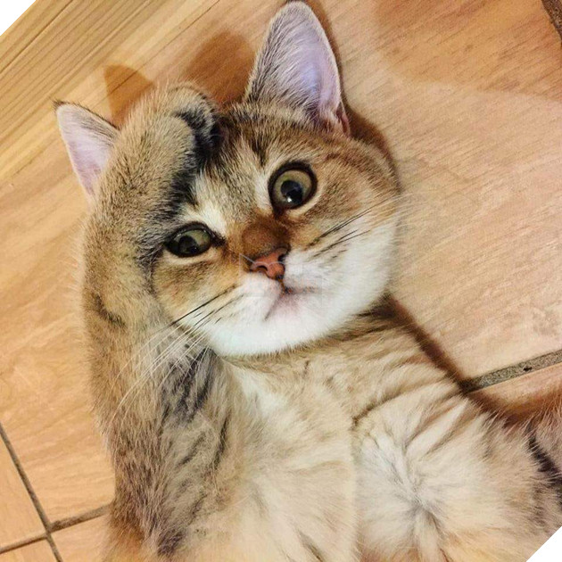 Tổng hợp những hình ảnh các bé mèo trông như cục bông mềm mịn đến tan chảy trái tim của các sen 8