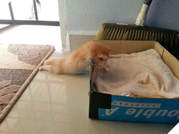 Tổng hợp những hình ảnh các bé mèo trông như cục bông mềm mịn đến tan chảy trái tim của các sen 10