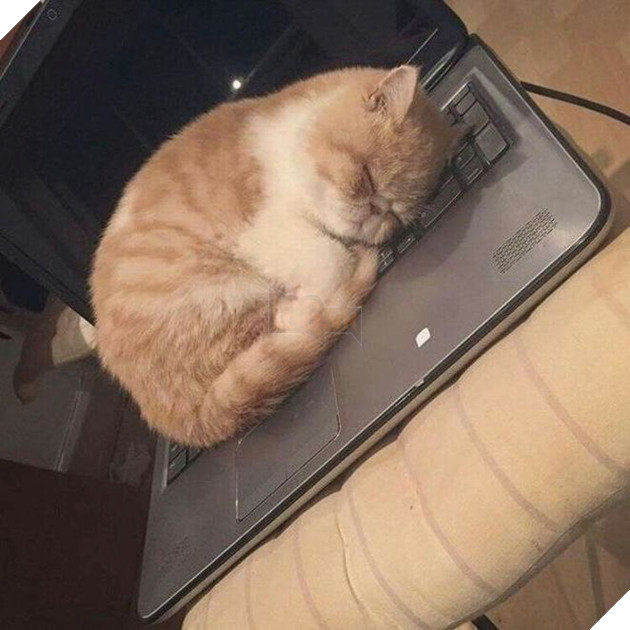 Tổng hợp những hình ảnh các bé mèo trông như cục bông mềm mịn đến tan chảy trái tim của các sen 12