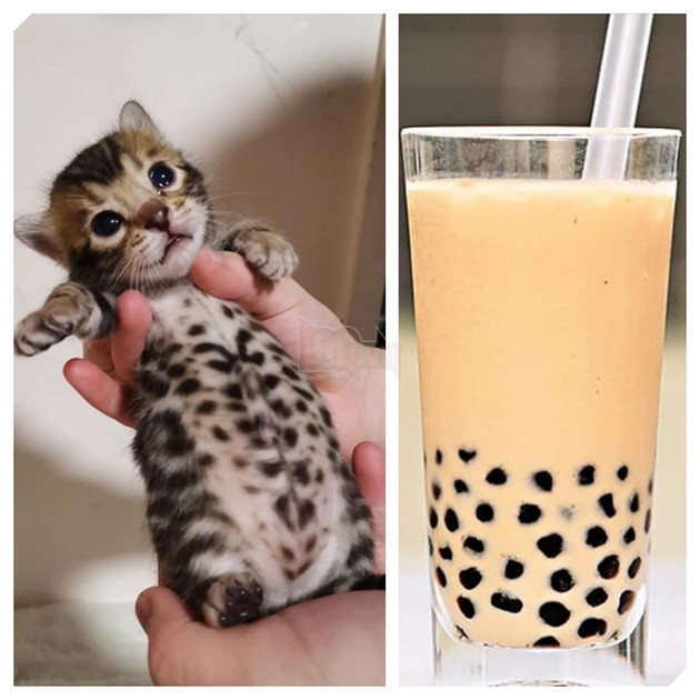 Tổng hợp những hình ảnh các bé mèo trông như cục bông mềm mịn đến tan chảy trái tim của các sen 14