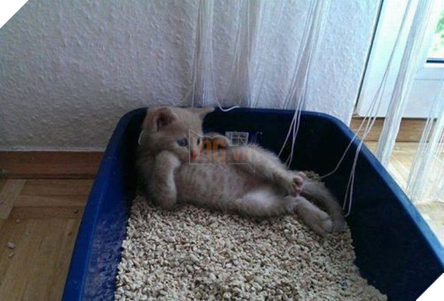 Tổng hợp những hình ảnh các bé mèo trông như cục bông mềm mịn đến tan chảy trái tim của các sen 16