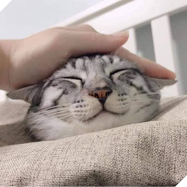 Tổng hợp những hình ảnh các bé mèo trông như cục bông mềm mịn đến tan chảy trái tim của các sen 19