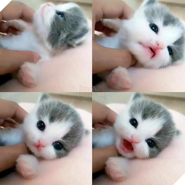 Tổng hợp những hình ảnh các bé mèo trông như cục bông mềm mịn đến tan chảy trái tim của các sen 21