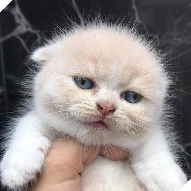 Tổng hợp những hình ảnh các bé mèo trông như cục bông mềm mịn đến tan chảy trái tim của các sen 24