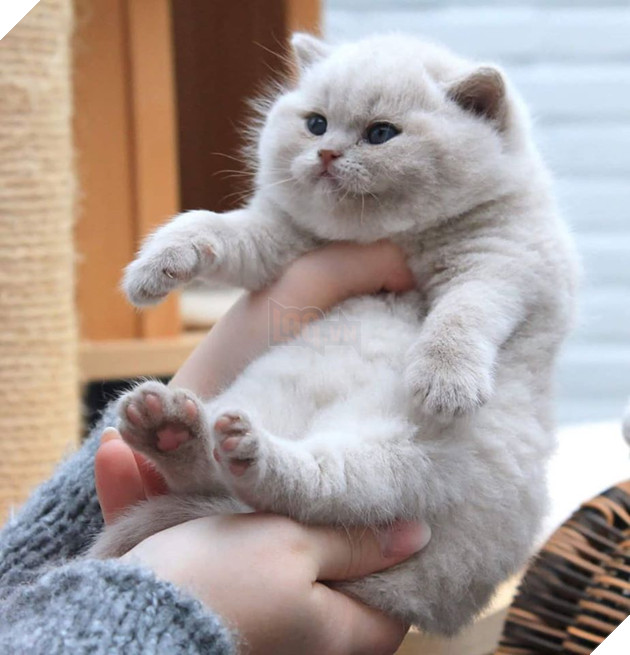 Tổng hợp những hình ảnh các bé mèo trông như cục bông mềm mịn đến tan chảy trái tim của các sen 25