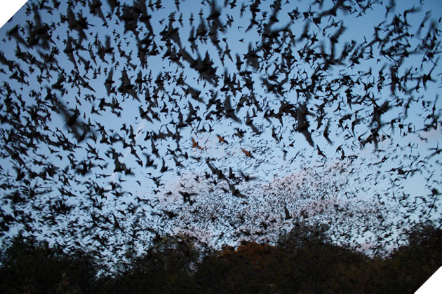 Kinh hoàng ngọn núi lửa phun ra hàng triệu con dơi mỗi đêm 3