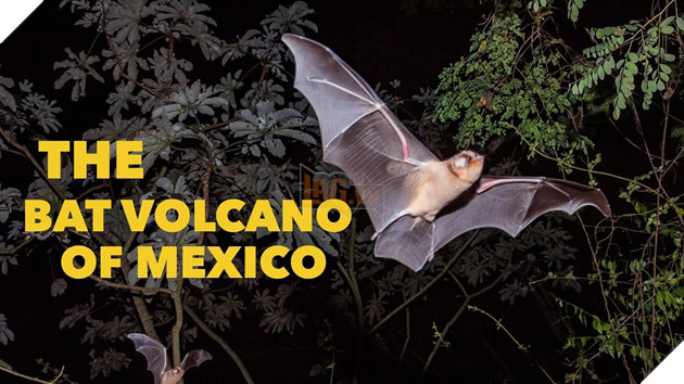 Kinh hoàng ngọn núi lửa phun ra hàng triệu con dơi mỗi đêm
