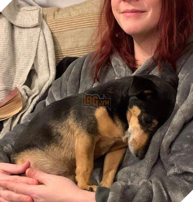 25 con vật cưng dễ thương không thể sống thiếu con người của chúng 11