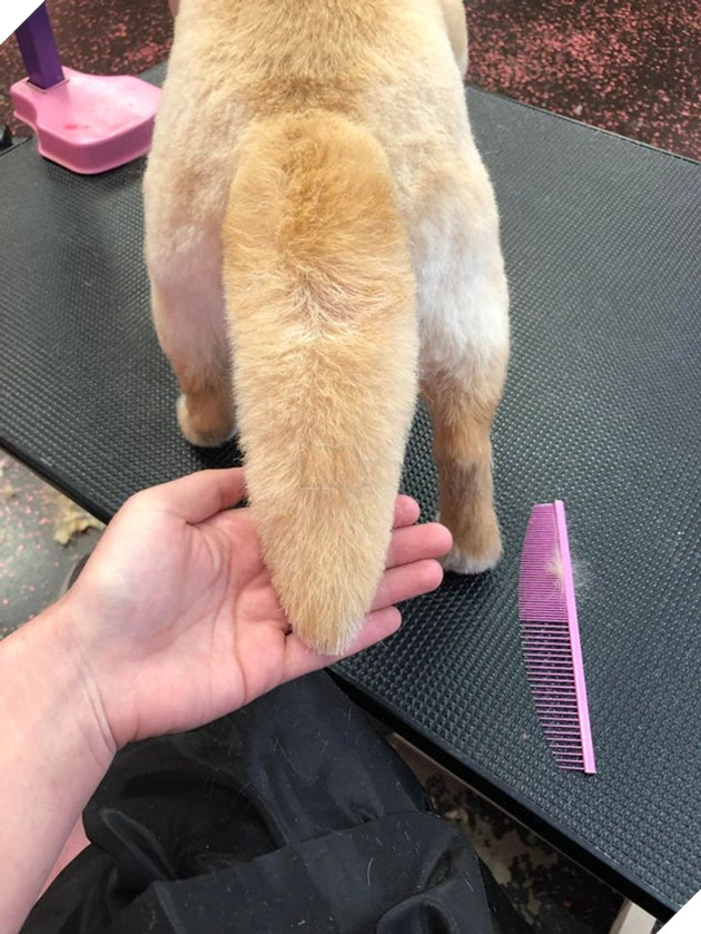 19 hình ảnh cho thấy các bé thú cưng sau khi cạo lông sẽ biến thành 1 loài vật hoàn toàn khác khiến bạn không nhận ra 8