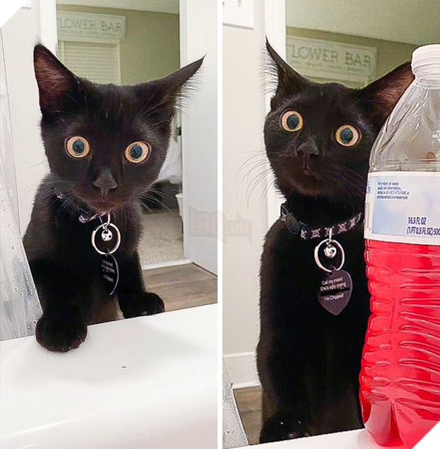 25 con vật cưng dễ thương không thể sống thiếu con người của chúng 5