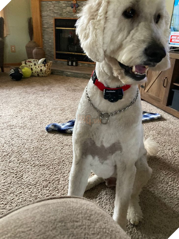 19 hình ảnh cho thấy các bé thú cưng sau khi cạo lông sẽ biến thành 1 loài vật hoàn toàn khác khiến bạn không nhận ra 13