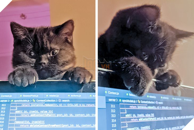 25 con vật cưng dễ thương không thể sống thiếu con người của chúng 10