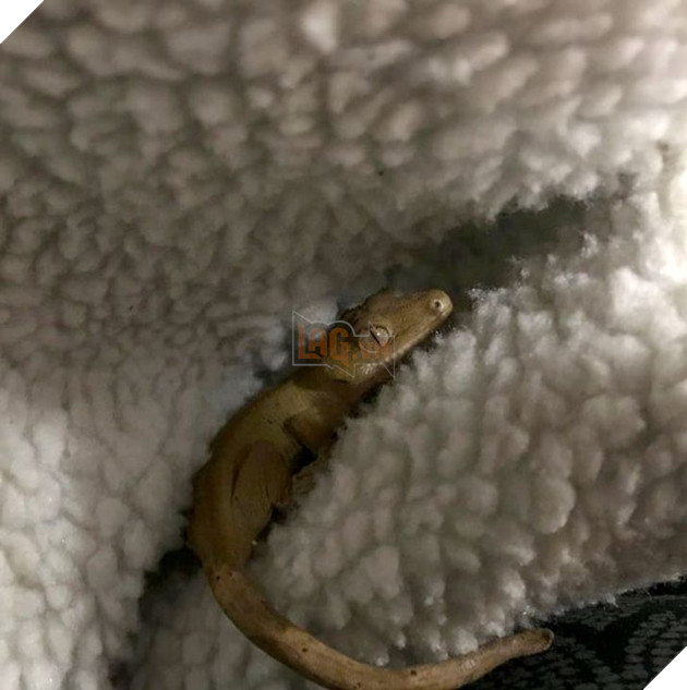 25 con vật cưng dễ thương không thể sống thiếu con người của chúng 19