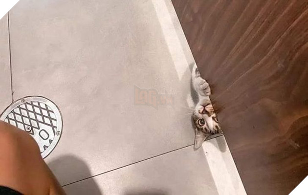 25 con vật cưng dễ thương không thể sống thiếu con người của chúng