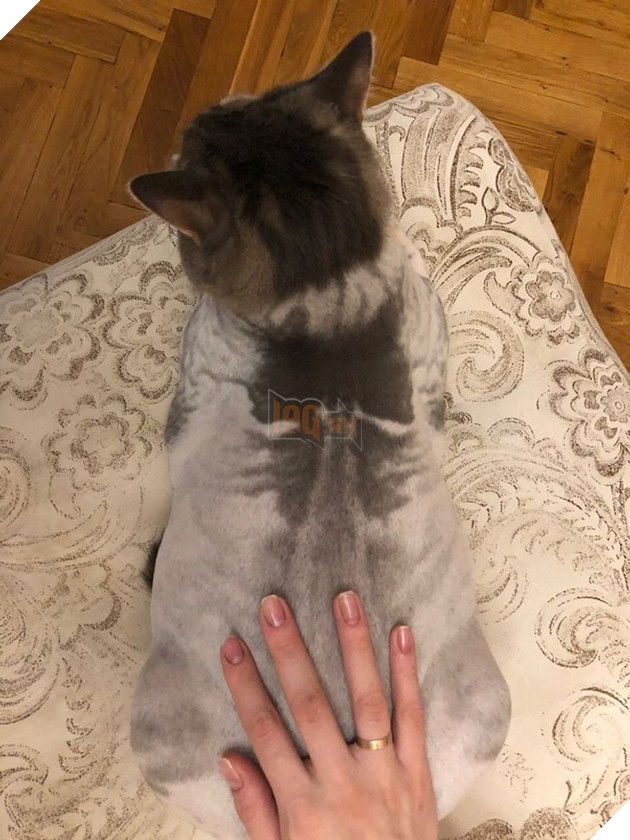 19 hình ảnh cho thấy các bé thú cưng sau khi cạo lông sẽ biến thành 1 loài vật hoàn toàn khác khiến bạn không nhận ra 15