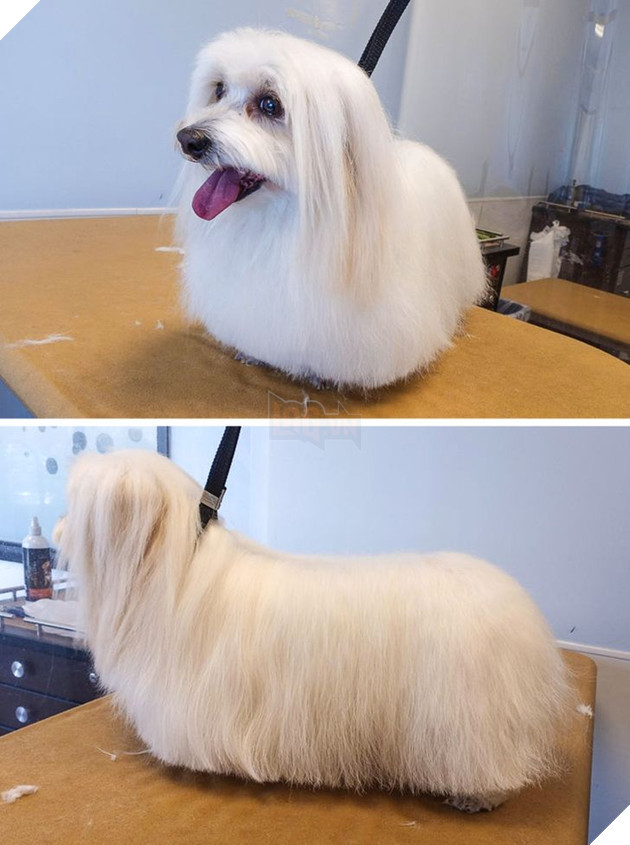 19 hình ảnh cho thấy các bé thú cưng sau khi cạo lông sẽ biến thành 1 loài vật hoàn toàn khác khiến bạn không nhận ra 3