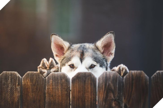 25 con vật cưng dễ thương không thể sống thiếu con người của chúng 20