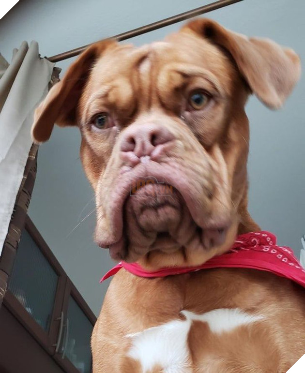 25 con vật cưng dễ thương không thể sống thiếu con người của chúng 9