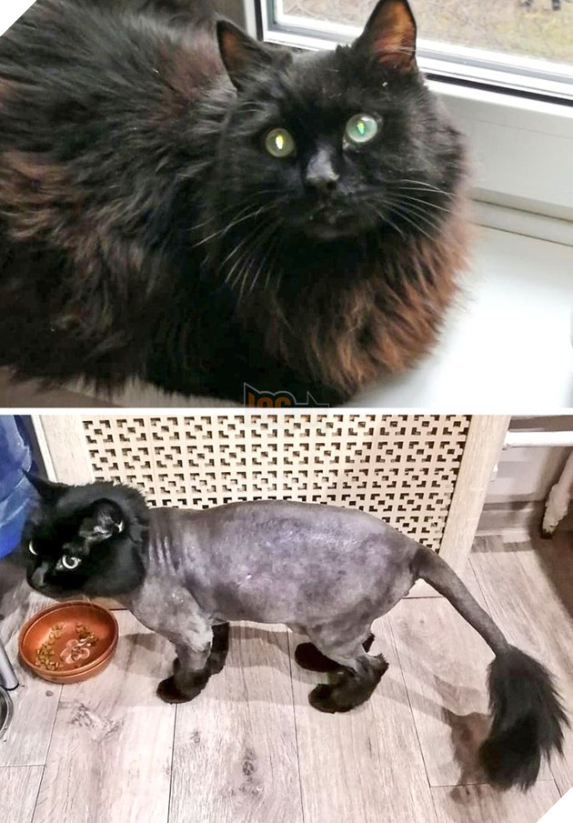 19 hình ảnh cho thấy các bé thú cưng sau khi cạo lông sẽ biến thành 1 loài vật hoàn toàn khác khiến bạn không nhận ra 4