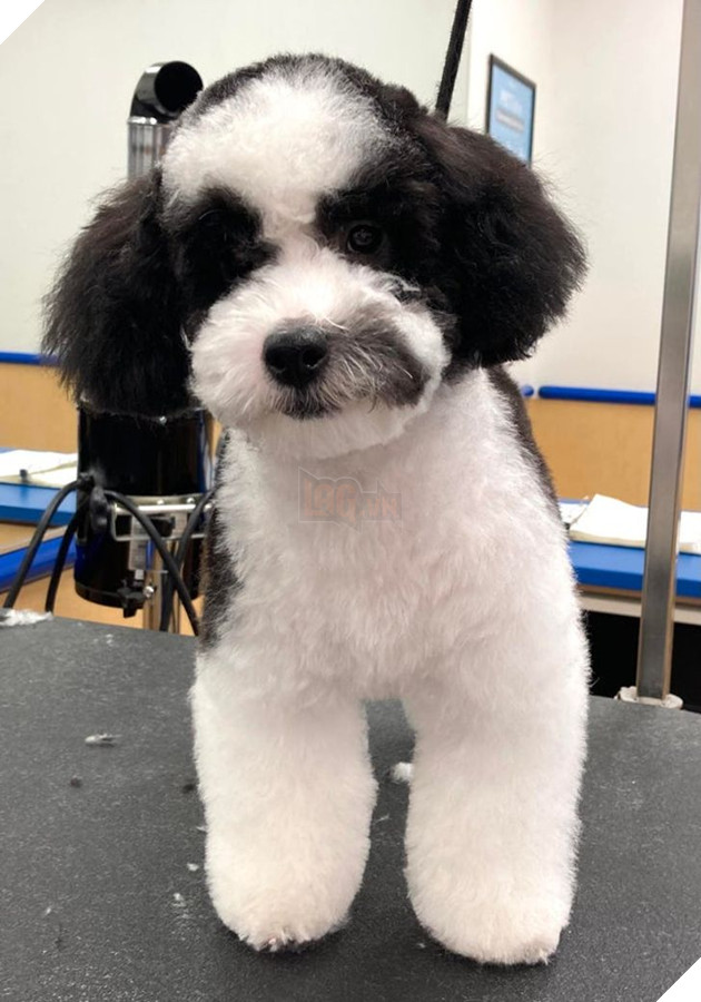 19 hình ảnh cho thấy các bé thú cưng sau khi cạo lông sẽ biến thành 1 loài vật hoàn toàn khác khiến bạn không nhận ra 2