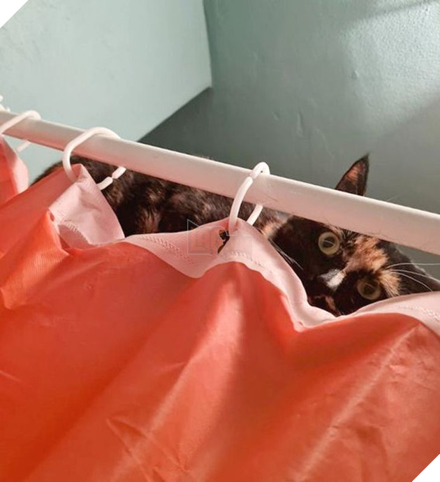 25 con vật cưng dễ thương không thể sống thiếu con người của chúng 24