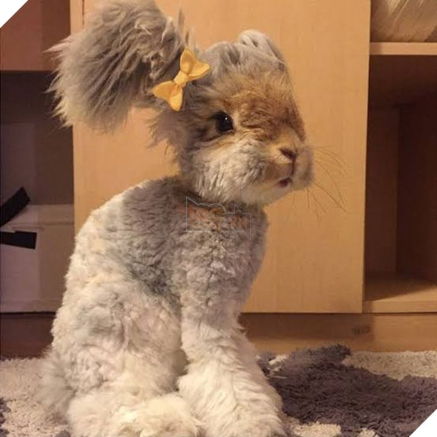 19 hình ảnh cho thấy các bé thú cưng sau khi cạo lông sẽ biến thành 1 loài vật hoàn toàn khác khiến bạn không nhận ra 11