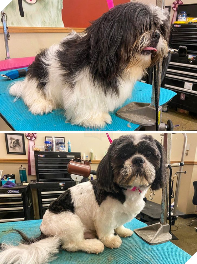 19 hình ảnh cho thấy các bé thú cưng sau khi cạo lông sẽ biến thành 1 loài vật hoàn toàn khác khiến bạn không nhận ra 10