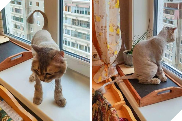 19 hình ảnh cho thấy các bé thú cưng sau khi cạo lông sẽ biến thành 1 loài vật hoàn toàn khác khiến bạn không nhận ra