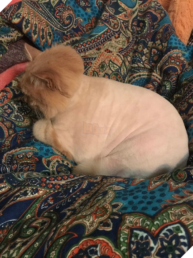 19 hình ảnh cho thấy các bé thú cưng sau khi cạo lông sẽ biến thành 1 loài vật hoàn toàn khác khiến bạn không nhận ra 6