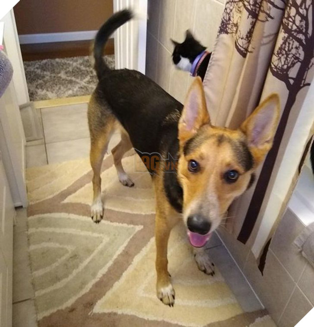 25 con vật cưng dễ thương không thể sống thiếu con người của chúng 15