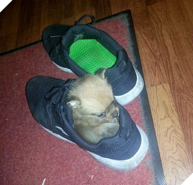 25 con vật cưng dễ thương không thể sống thiếu con người của chúng 14