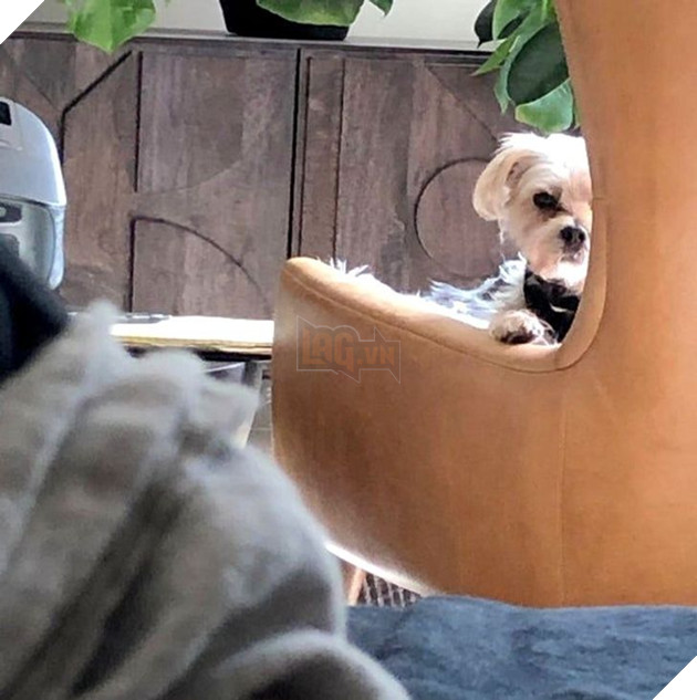 25 con vật cưng dễ thương không thể sống thiếu con người của chúng 12