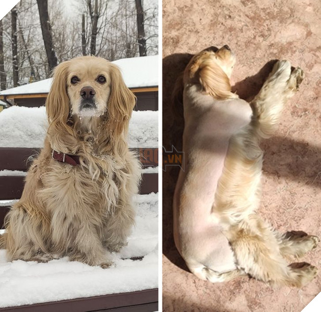 19 hình ảnh cho thấy các bé thú cưng sau khi cạo lông sẽ biến thành 1 loài vật hoàn toàn khác khiến bạn không nhận ra 7